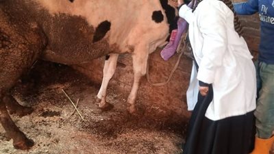 حملة التحصين تجوب كفر البطيخ: جهود مكثفة لحماية الثروة الحيوانية بدمياط