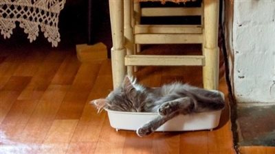 دراسة حديثة..  تربية القطط تضاعف خطر الإصابة بالفصام