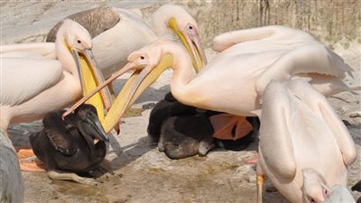 «البيئة» تصادر بجعتين بالسخنة وتؤكد: اقتناء الكائنات البرية دون تصريح جريمة 