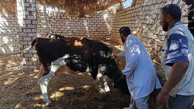 الغربية تواصل تحصين الماشية ضمن الحملة القومية الثالثة لعام 2025 