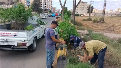 «طنطا» تواصل خطة التشجير وتزرع 125 شجرة جديدة ضمن مشروع التحول البيئي الأخضر