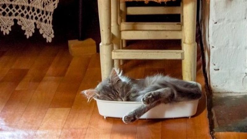 صورة موضوعية