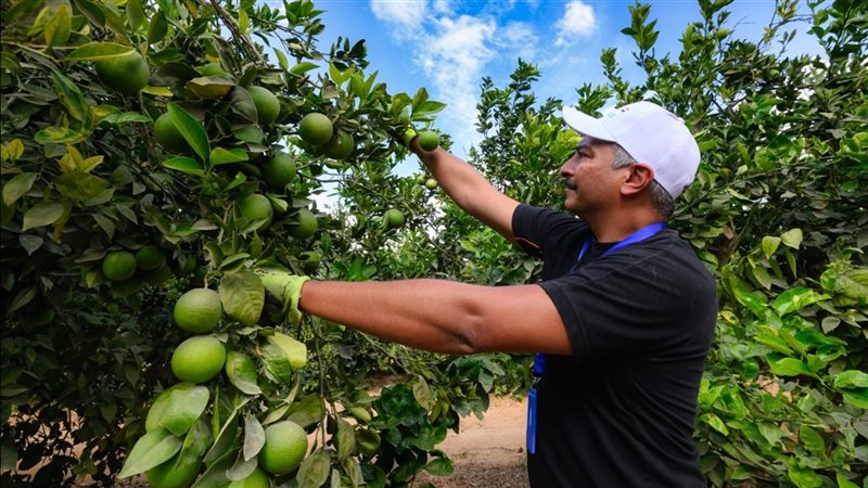 موسم البرتقال