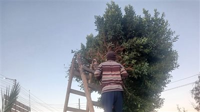 حملات مكثفة بالطود.. تحركات عاجلة لملفات التصالح والإزالات والنظافة ورفع كفاءة