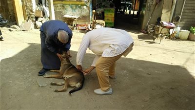انطلاق حملات مكثفة لتحصين الكلاب الضالة في مراكز الدقهلية ضد مرض السعار