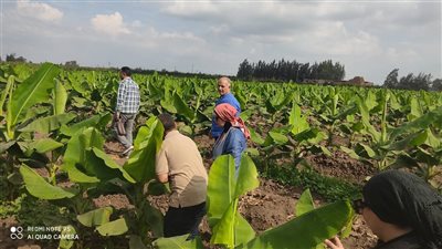 الزراعة تكشف عن أبرز جهود وأنشطة الوزراة خلال شهر أكتوبر 