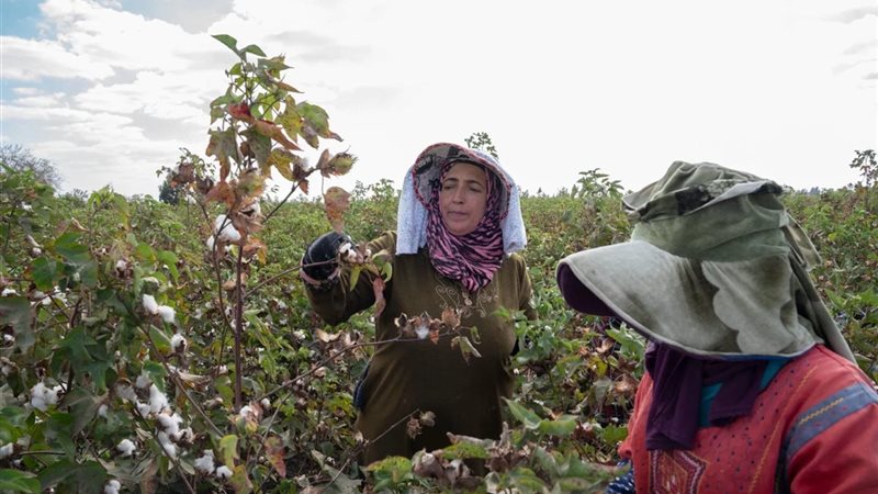 جانب من مزارع الذهب