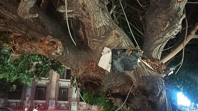 محافظة الإسكندرية تزيل شجرة أمام كوبري الجامعة تشكل خطرا