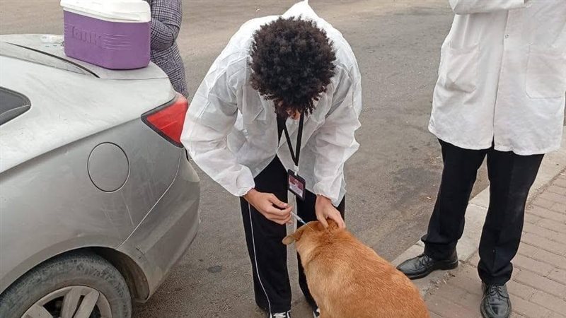 حملات تطعيم الكلاب