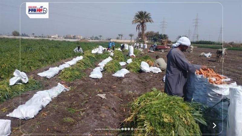 زراعة محصول الجزر