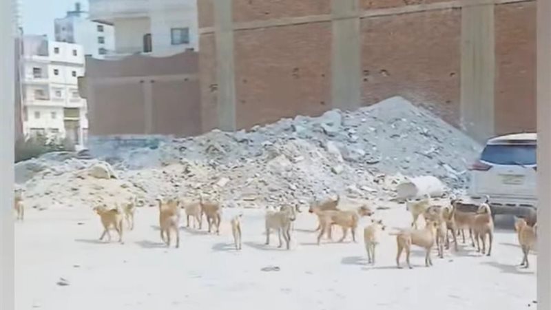 الكلاب الضالة 