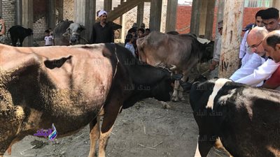 الغربية تواصل معركة حماية الماشية 270 ألف رأس ماشية تتلقى التحصينات 