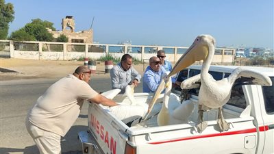 بتوجيهات الوزيرة.. تكثيف جهود وزارة البيئة في جمع طيور البجع بطريق السخنة