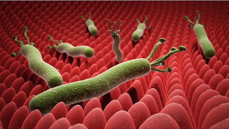 جرثومة المعدة 