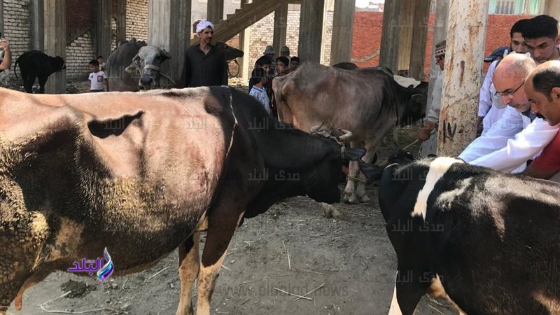 تحصين الحمى القلاعية