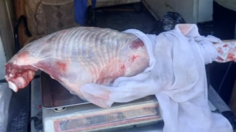 خلال الحملة 