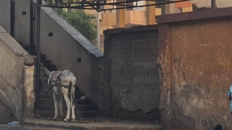 مدخل الكوبري أصبح