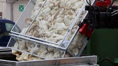 تسجيل أول وفاة بسلالة نادرة من إنفلونزا الطيور بأمريكا