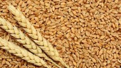 انخفاض واردات القمح بقيمة 800 مليون دولار بعد تولي جهاز مستقبل مصر الشراء