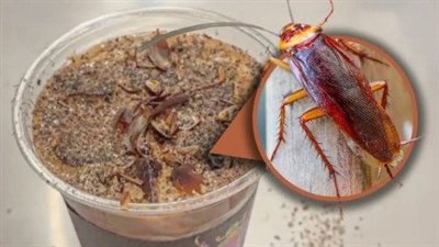 القهوة مع الصراصير.. مشروب جديد بنكهة الحشرات يكتسح الصين