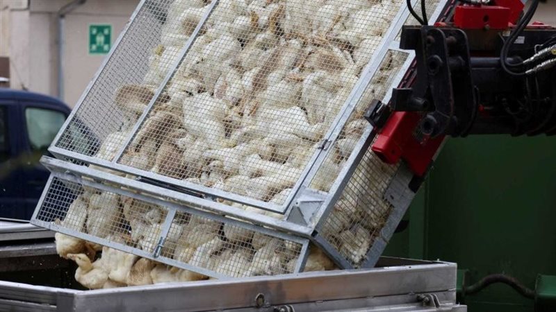 صورة موضوعية