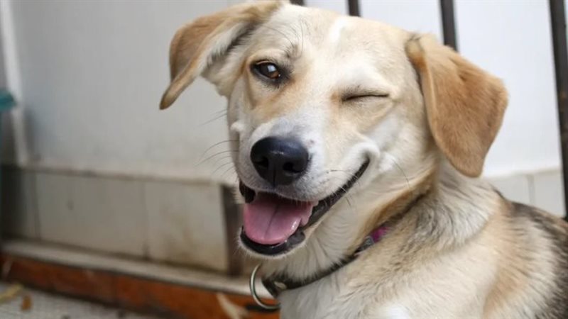 صورة موضوعية