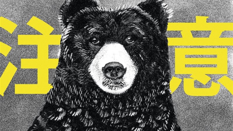 الدببة السوداء في