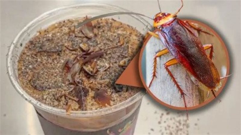 صورة موضوعية