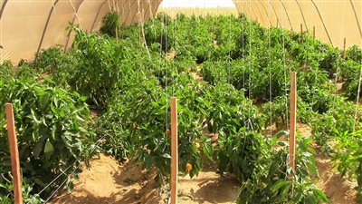 البحوث الزراعية: سيناء بيئة فريدة عالميًا لإنتاج الزيتون والأعشاب الطبية