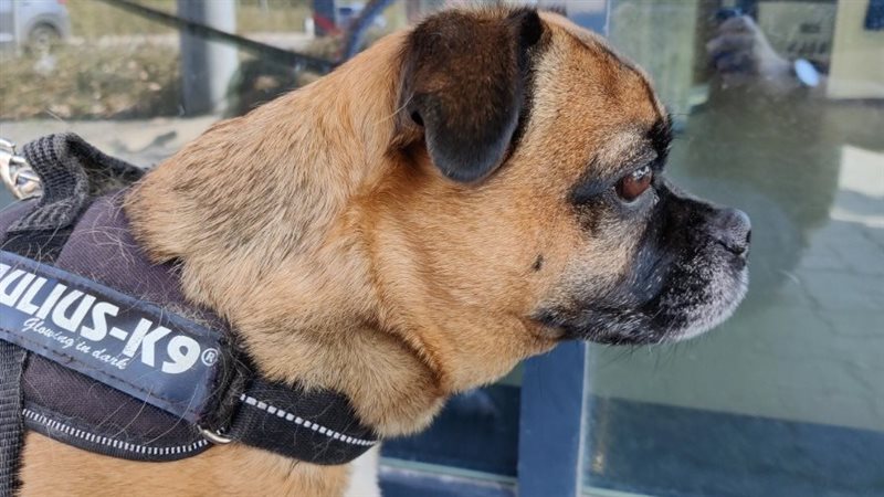 صورة موضوعية