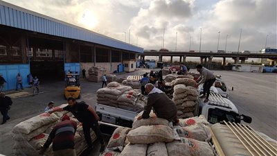 الاتحاد العام للحاصلات البستانية يبدأ تسليم تقاوي البطاطس للمزارعين