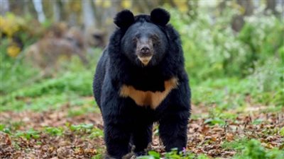 لمواجهة تزايد الهجمات القاتلة..  مطعم في اليابان يقدم لحم الدببة 