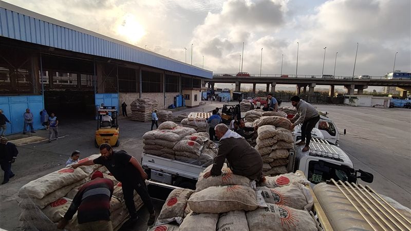 تقاوي البطاطس