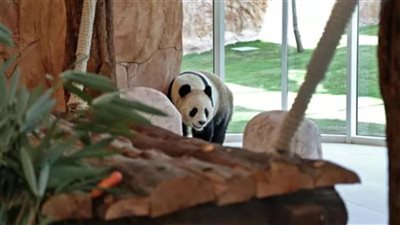 شتاء قارس في الصين.. حدائق الحيوان تُسخّر التكنولوجيا لحماية الحيوانات