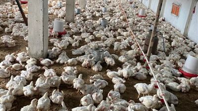 جهود بيطرية موسعة بدمياط لتعزيز آمان مزارع الدواجن مع دخول الشتاء