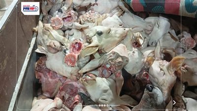 تموين الفيوم تضبط 132 رأس ماشية بتلو محظورة مذبوحة خارج المجازر الحكومية