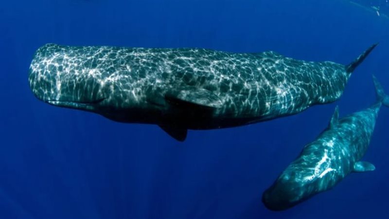 حيتان العنبر