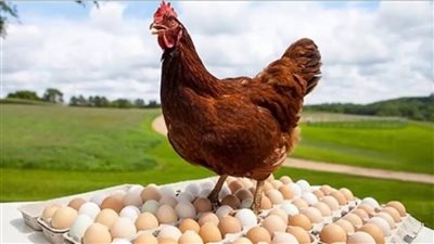 الكتكوت الأبيض بكام؟.. أسعار الدواجن والبيض خلال تعاملات اليوم 29 نوفمبر