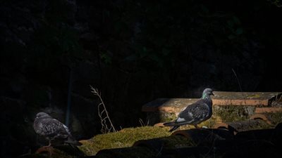 أين تذهب السحالي صباحًا؟ والحمام ليلًا؟ وأيهما أكثر ضررًا وكراهية؟