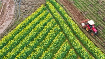 30.2 % زيادة فى صافى قيمة الدخل الزراعى عام 2023/2024