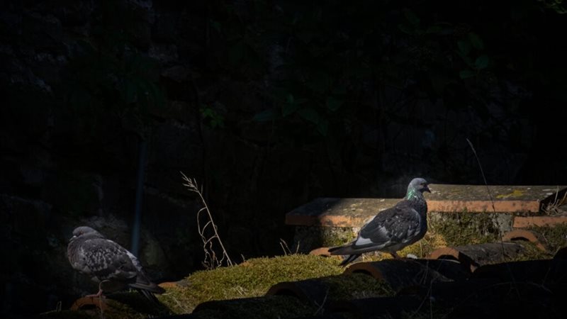 صورة موضوعية