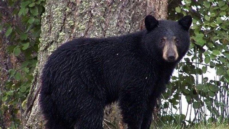 صورة موضوعية