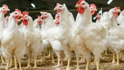 سعر كيلو الفراخ البيضاء اليوم الأربعاء 25-3-2026 في بورصة الدواجن وللمستهلك 