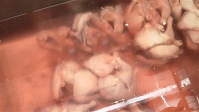 بيطري الشرقية يضبط 6 أطنان و700 كجم دواجن مجهولة المصدر خلال حملة تفتيشية