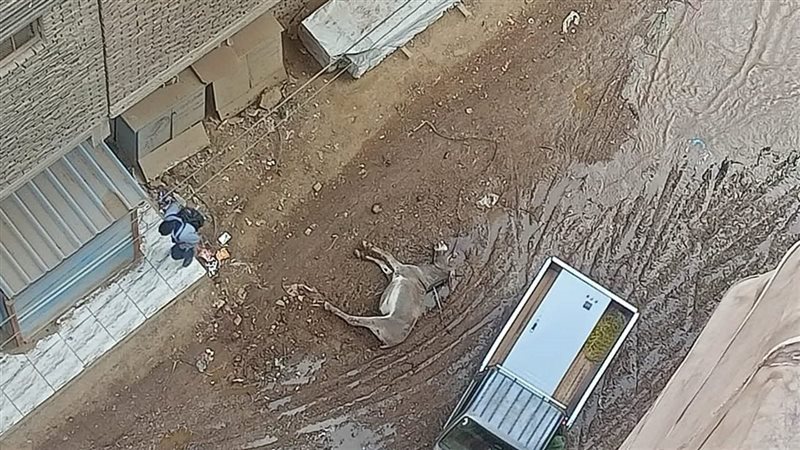 حمار نتفق بشبرا الخيمة