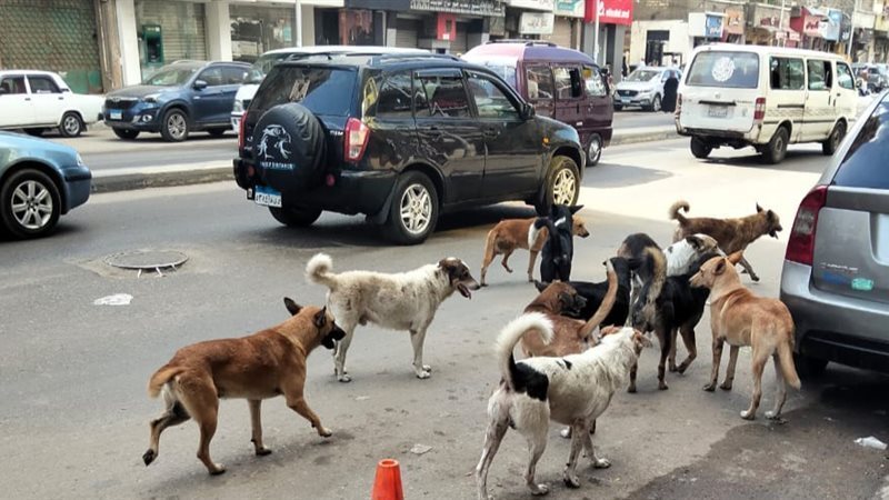 انتشار الكلاب الضالة