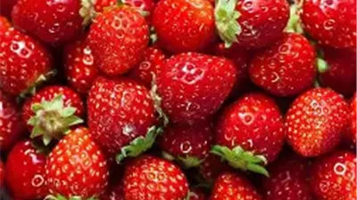 74 مليون دولار.. طفرة قوية في صادرات الفراولة المصرية مع بداية 2025