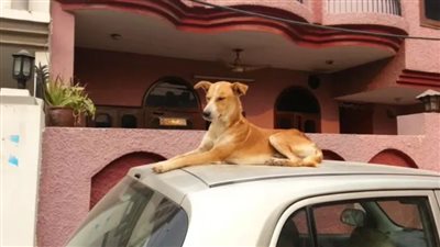 ما الدوافع والسلوكيات التي تجعل الكلاب تختار الجلوس فوق السيارات؟