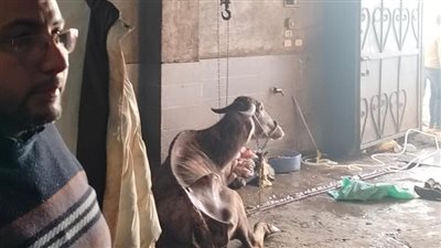 بيطري القليوبية يضبط 650 كجم لحوم فاسدة وأختاماً مزورة داخل مذبح القناطر