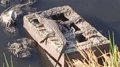 أهالى الشرقية يتداولون فيديو لظهور تماسيح بأحد مصارف مركز بلبيس